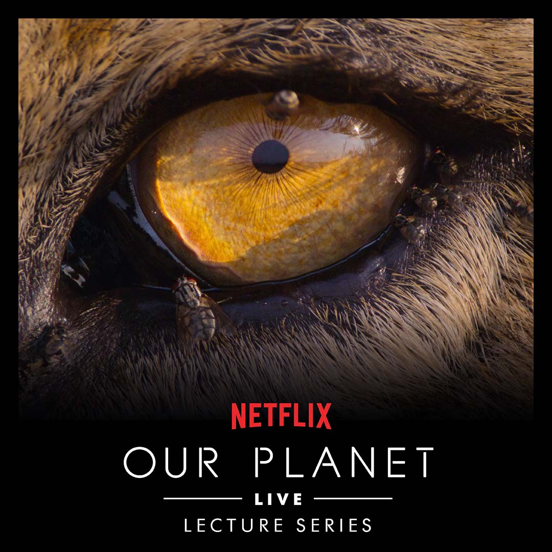 Netflix's Our Planet Live Lecture Series - Tiger Eye